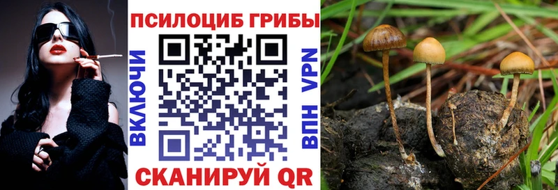 Купить закладки Курчалой Галлюциногенные грибы прущие грибы